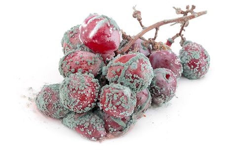 What to do after eating moldy grapes?
