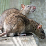 What to do if you see a rat in a restaurant?