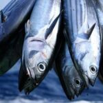 What tuna is processed in the USA?