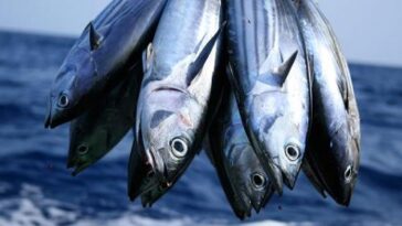 What tuna is processed in the USA?