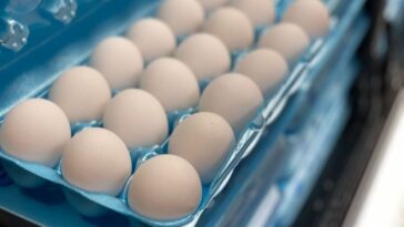 What type of egg gives the most protein?