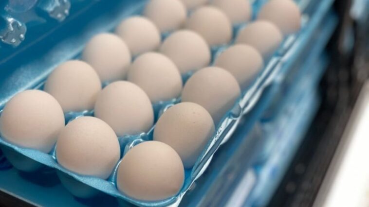 What type of egg gives the most protein?