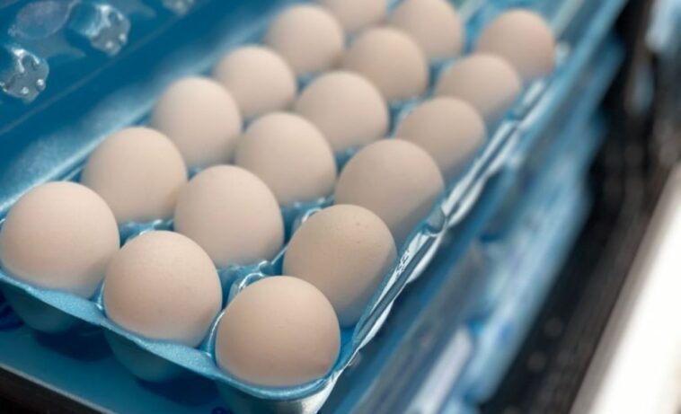 What type of egg gives the most protein?