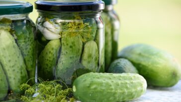 What types of cucumbers can be pickled?