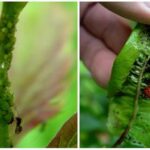 What vegetables have bugs in them?
