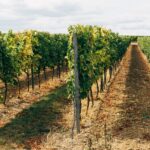 What wine is Southern California known for?