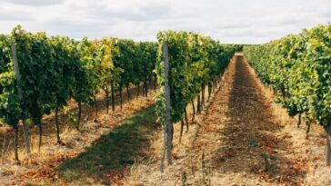 What wine is Southern California known for?