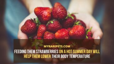 When should you not eat strawberries?