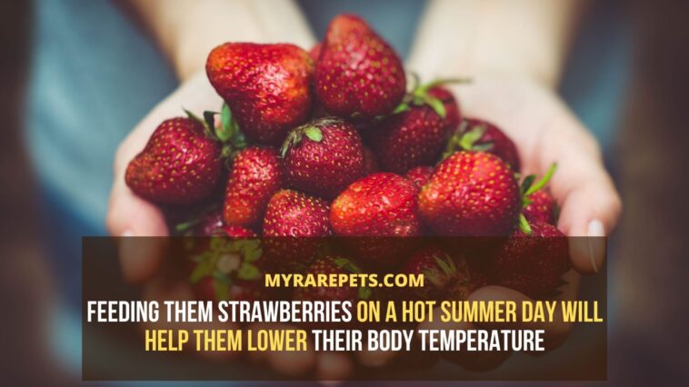 When should you not eat strawberries?