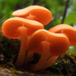 When should you throw away mushrooms?