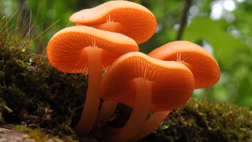 When should you throw away mushrooms?