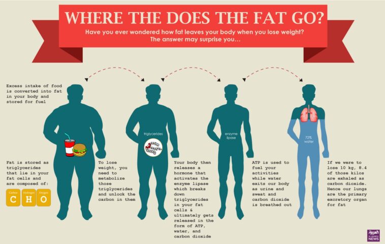 Where does fat go when you lose weight?