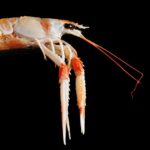 Where does the lobster from Red Lobster come from?