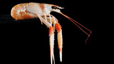 Where does the lobster from Red Lobster come from?