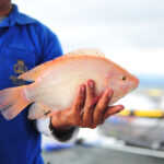 Where is the environment of tilapia fish?