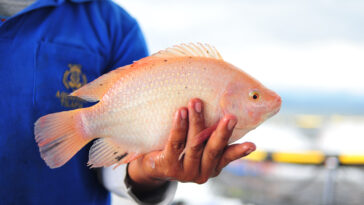 Where is the environment of tilapia fish?