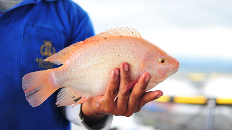 Where is the environment of tilapia fish?