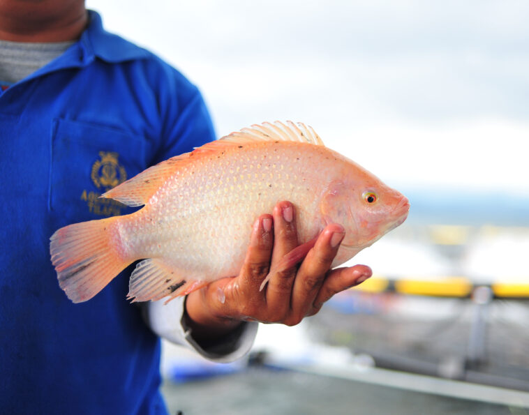 Where is the environment of tilapia fish?