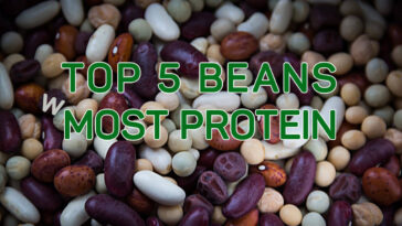 Which bean has the highest protein?
