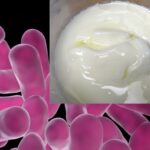 Which curd has probiotics?