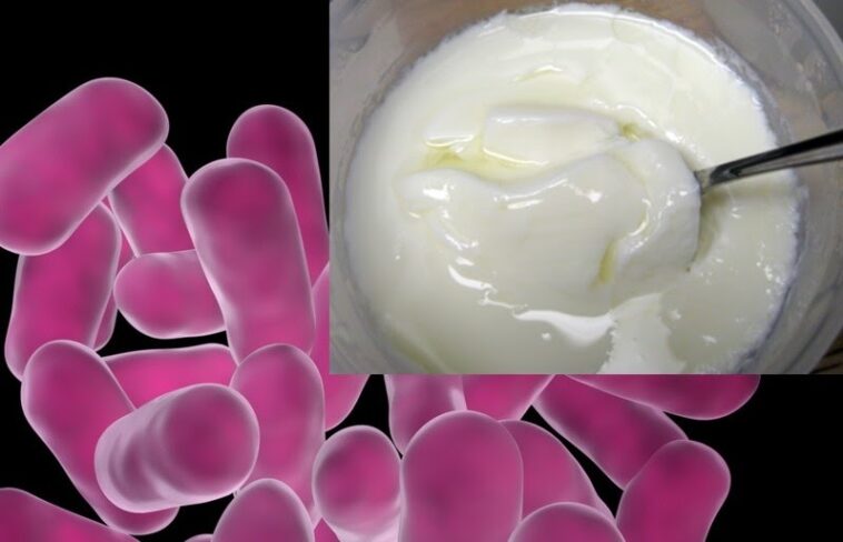 Which curd has probiotics?