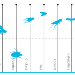 Which insect has most protein?