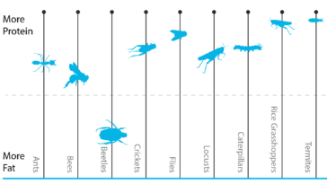 Which insect has most protein?