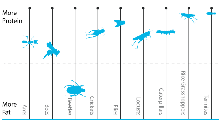 Which insect has most protein?