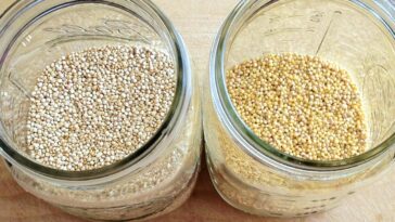Which is better millet or quinoa?