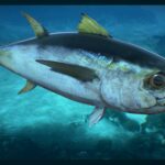 Which is the best tuna fish?