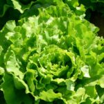 Which lettuce has the most potassium?