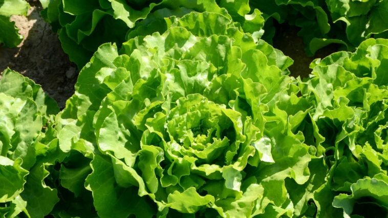 Which lettuce has the most potassium?