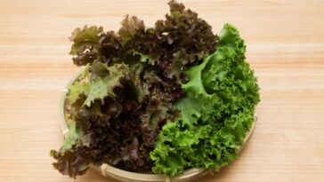 Which lettuce is easiest to digest?