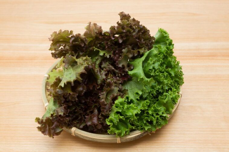 Which lettuce is easiest to digest?