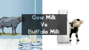 Which milk is best cow or buffalo?