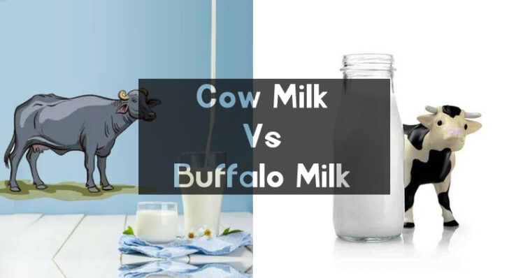 Which milk is best cow or buffalo?