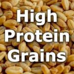 Which millet has highest protein?
