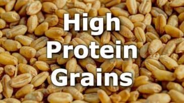 Which millet has highest protein?