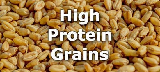 Which millet has highest protein?