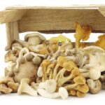 Which mushroom is best for inflammation?