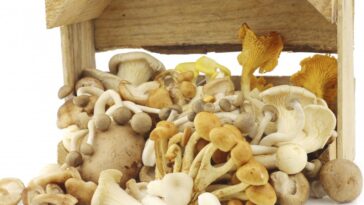 Which mushroom is best for inflammation?