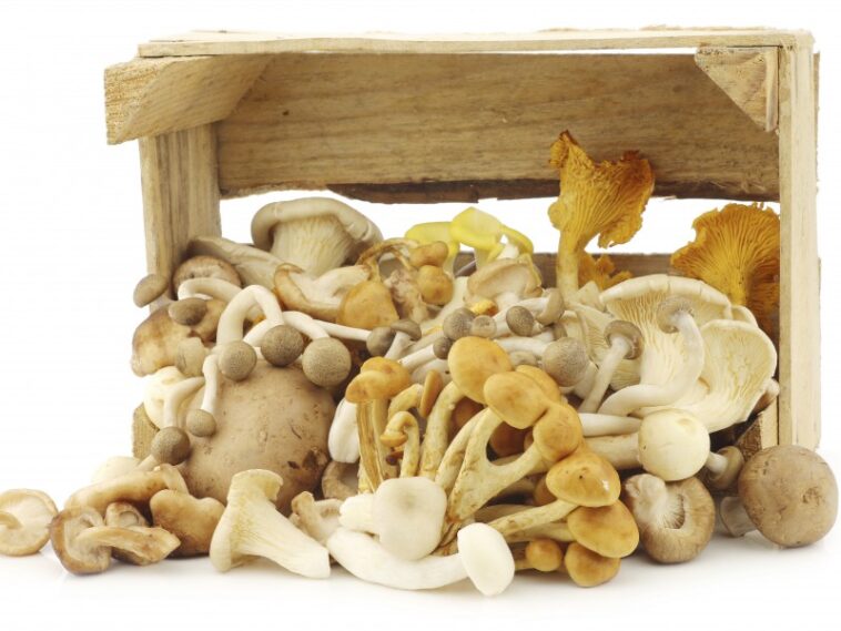 Which mushroom is best for inflammation?