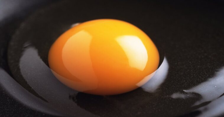 Which part of egg has more protein?