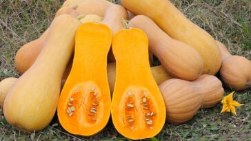 Which squash is healthiest?