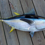 Which tuna is healthiest?