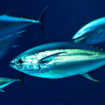 Which tuna is the healthiest?
