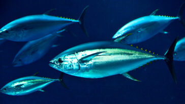 Which tuna is the healthiest?