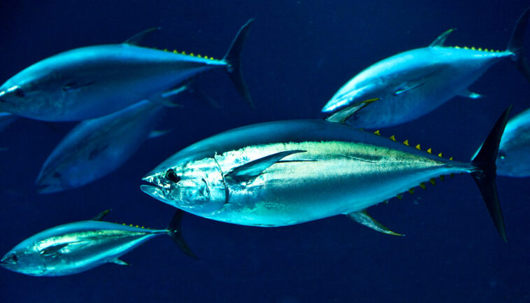 Which tuna is the healthiest?