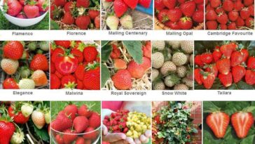 Which variety of strawberry is best?