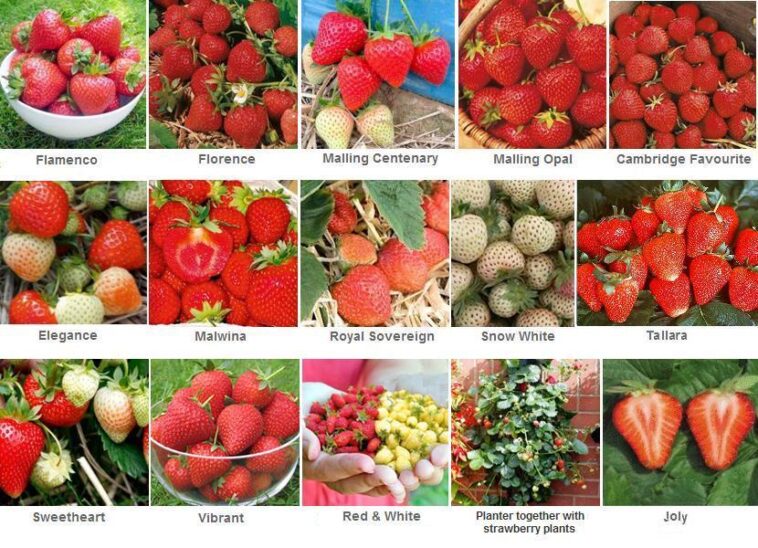 Which variety of strawberry is best?